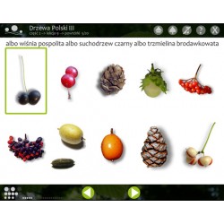 Drzewa Polski 3 - Program multimedialny - Wersja CD