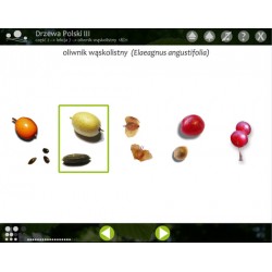 copy of Trees of Poland 1, 2, 3 - Multimedia program - digital version - product package